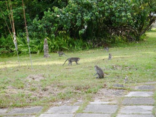 Macaques near Bako Park HQ