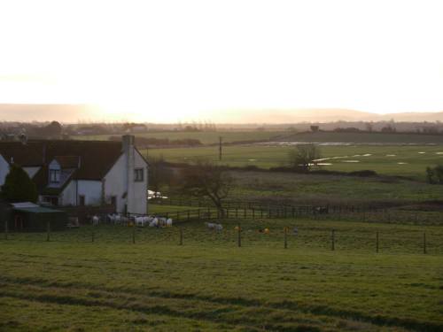 Goat feeding in the morning, crook's view